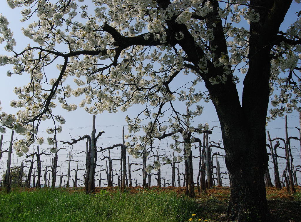 Agriturismo Domus Rustica 科蒙斯 外观 照片